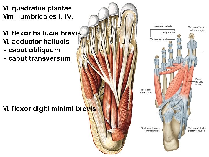 M. quadratus plantae Mm. lumbricales I. -IV. M. flexor hallucis brevis M. adductor hallucis