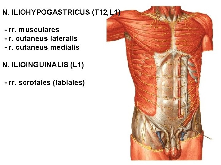 N. ILIOHYPOGASTRICUS (T 12, L 1) - rr. musculares - r. cutaneus lateralis -