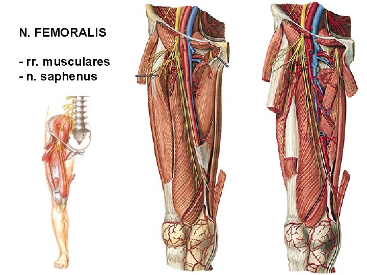 N. FEMORALIS - rr. musculares - n. saphenus 