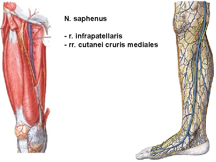 N. saphenus - r. infrapatellaris - rr. cutanei cruris mediales 