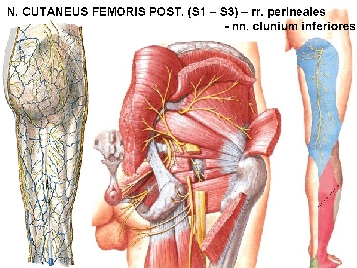 N. CUTANEUS FEMORIS POST. (S 1 – S 3) – rr. perineales - nn.