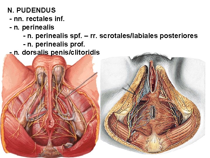 N. PUDENDUS - nn. rectales inf. - n. perinealis spf. – rr. scrotales/labiales posteriores