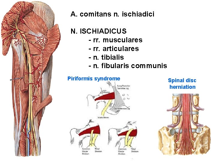 A. comitans n. ischiadici N. ISCHIADICUS - rr. musculares - rr. articulares - n.