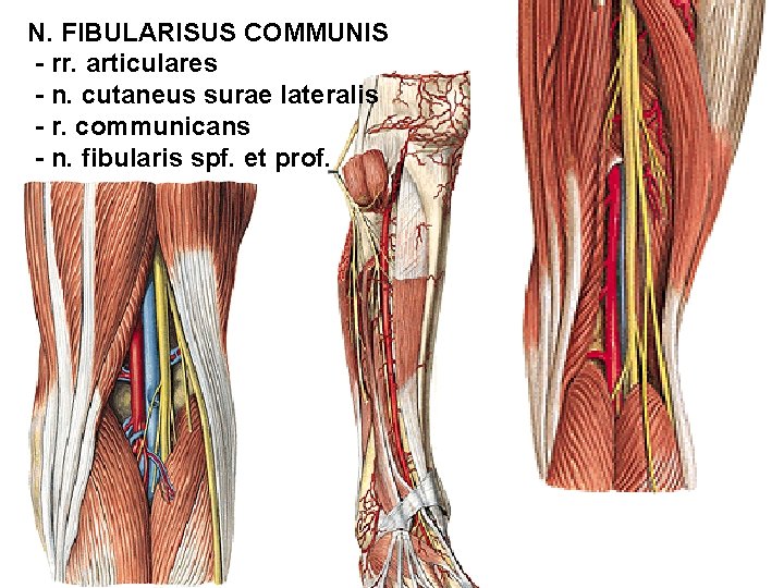 N. FIBULARISUS COMMUNIS - rr. articulares - n. cutaneus surae lateralis - r. communicans