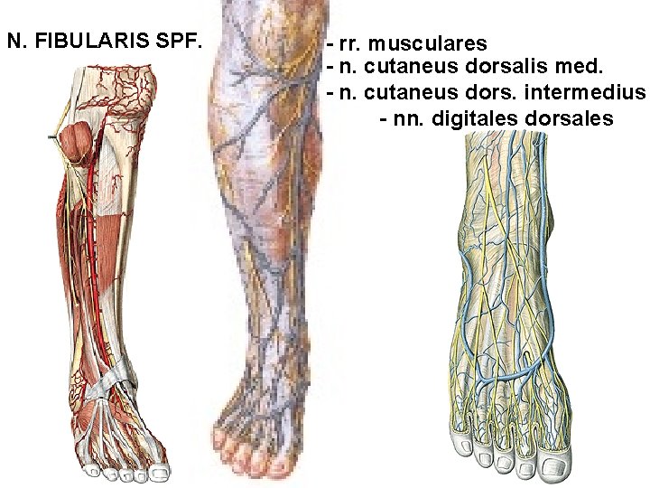 N. FIBULARIS SPF. - rr. musculares - n. cutaneus dorsalis med. - n. cutaneus