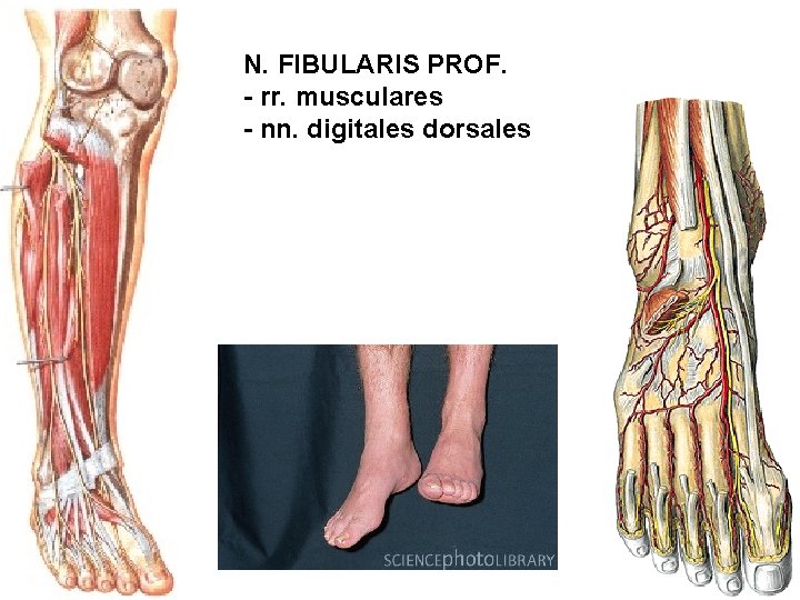 N. FIBULARIS PROF. - rr. musculares - nn. digitales dorsales 
