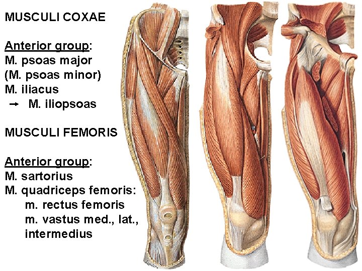 MUSCULI COXAE Anterior group: M. psoas major (M. psoas minor) M. iliacus M. iliopsoas