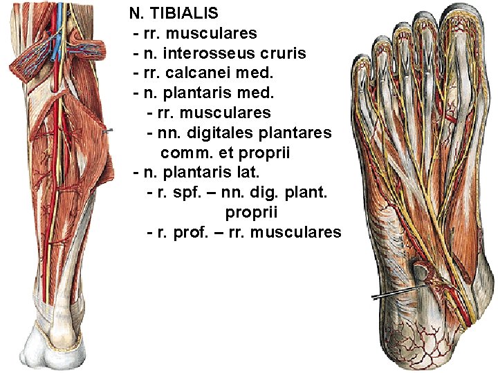 N. TIBIALIS - rr. musculares - n. interosseus cruris - rr. calcanei med. -