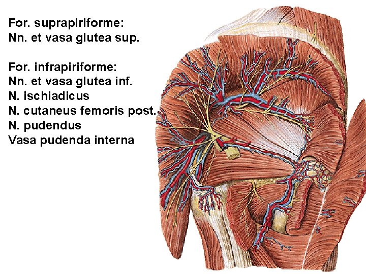 For. suprapiriforme: Nn. et vasa glutea sup. For. infrapiriforme: Nn. et vasa glutea inf.