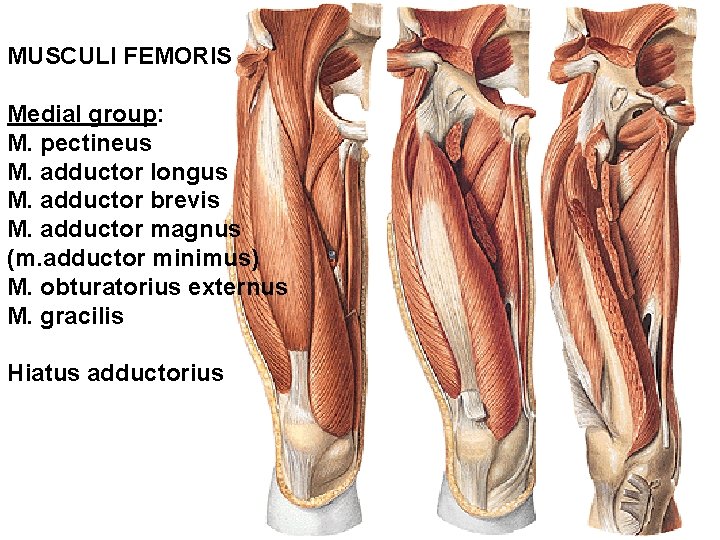 MUSCULI FEMORIS Medial group: M. pectineus M. adductor longus M. adductor brevis M. adductor