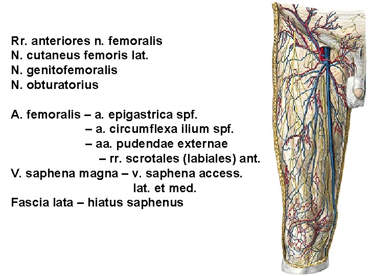 Rr. anteriores n. femoralis N. cutaneus femoris lat. N. genitofemoralis N. obturatorius A. femoralis