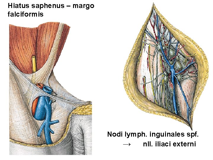 Hiatus saphenus – margo falciformis Nodi lymph. inguinales spf. → nll. iliaci externi 