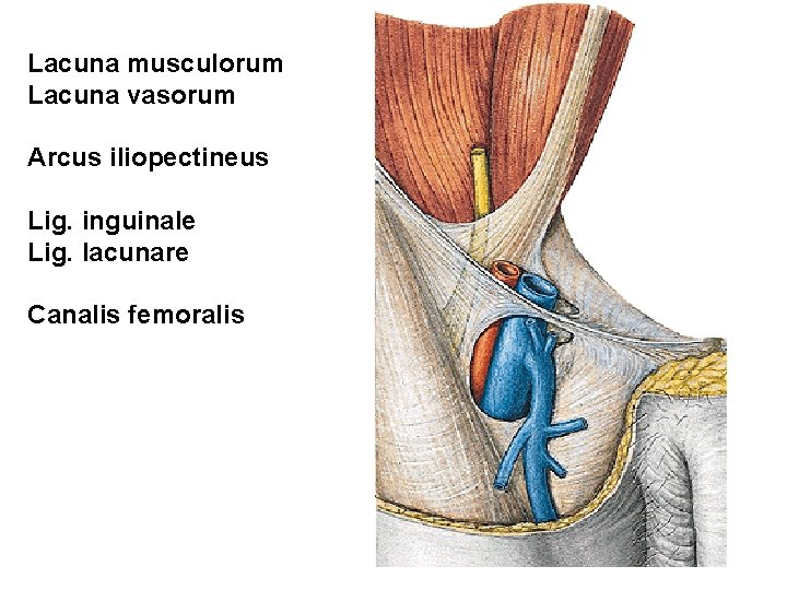 Lacuna musculorum Lacuna vasorum Arcus iliopectineus Lig. inguinale Lig. lacunare Canalis femoralis 