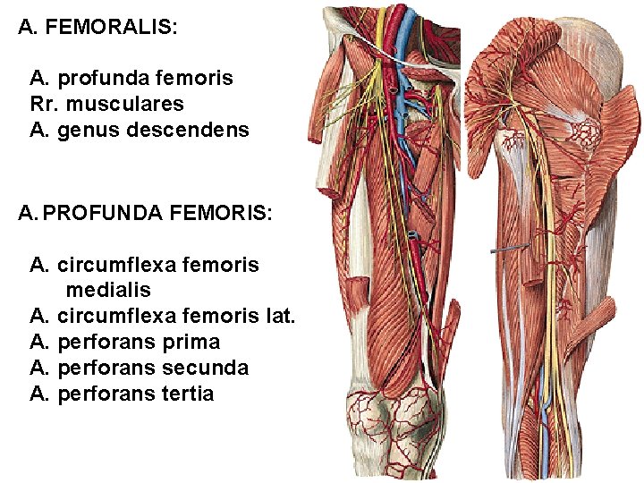 A. FEMORALIS: A. profunda femoris Rr. musculares A. genus descendens A. PROFUNDA FEMORIS: A.