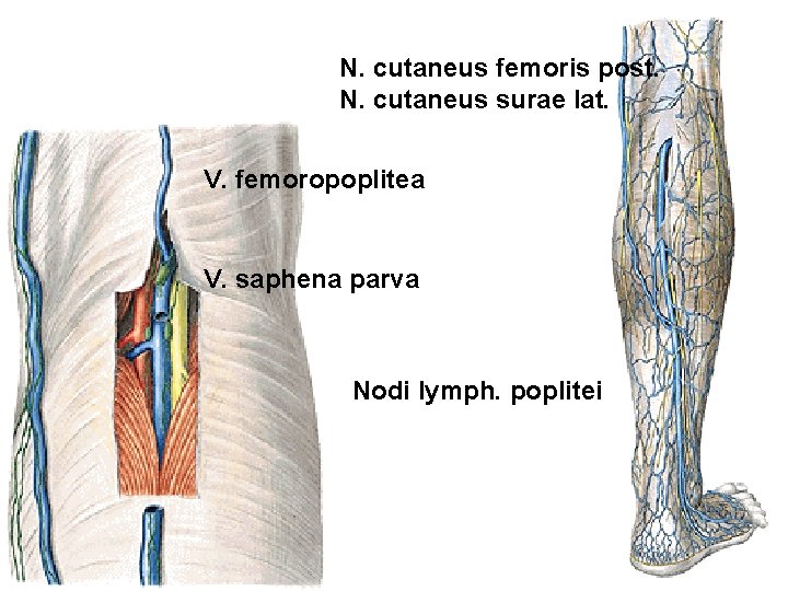 N. cutaneus femoris post. N. cutaneus surae lat. V. femoropoplitea V. saphena parva Nodi