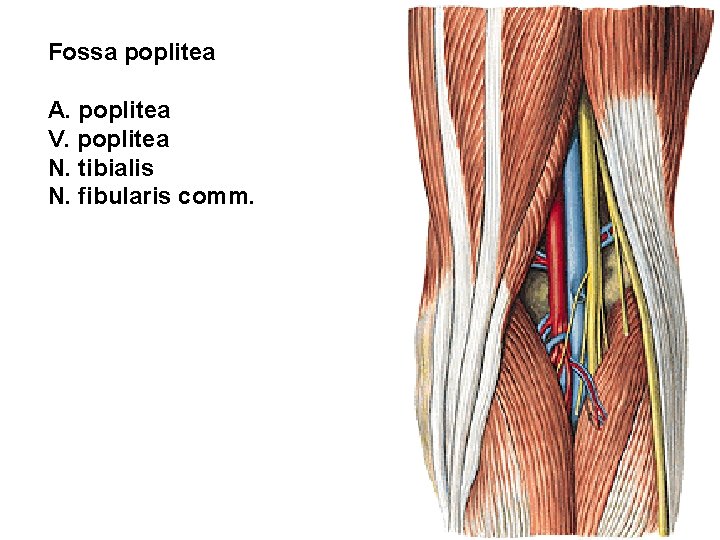 Fossa poplitea A. poplitea V. poplitea N. tibialis N. fibularis comm. 