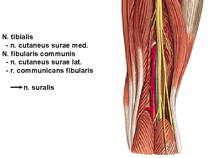 N. tibialis - n. cutaneus surae med. N. fibularis communis - n. cutaneus surae