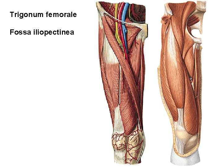 Trigonum femorale Fossa iliopectinea 