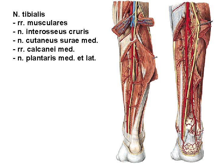 N. tibialis - rr. musculares - n. interosseus cruris - n. cutaneus surae med.