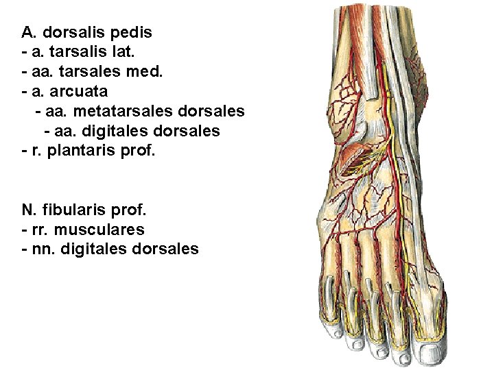 A. dorsalis pedis - a. tarsalis lat. - aa. tarsales med. - a. arcuata