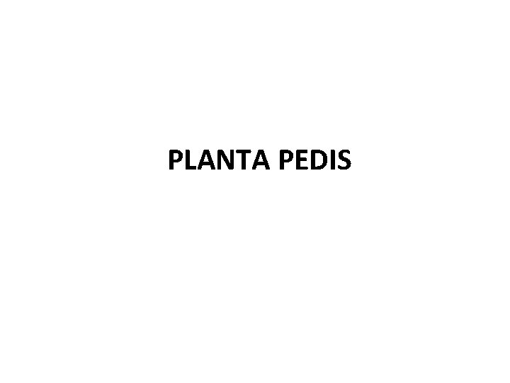 PLANTA PEDIS 