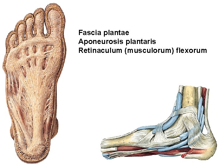 Fascia plantae Aponeurosis plantaris Retinaculum (musculorum) flexorum 