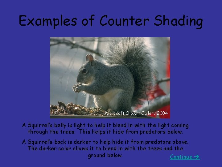 Examples of Counter Shading Microsoft Clip. Art Gallery 2004 A Squirrel’s belly is light