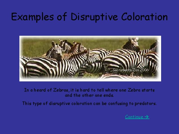 Examples of Disruptive Coloration Sacramento Zoo 2006 In a heard of Zebras, it is