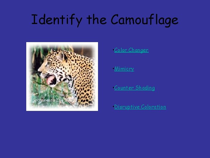 Identify the Camouflage • Color Changer • Mimicry • Counter Shading Sacramento Zoo 2006