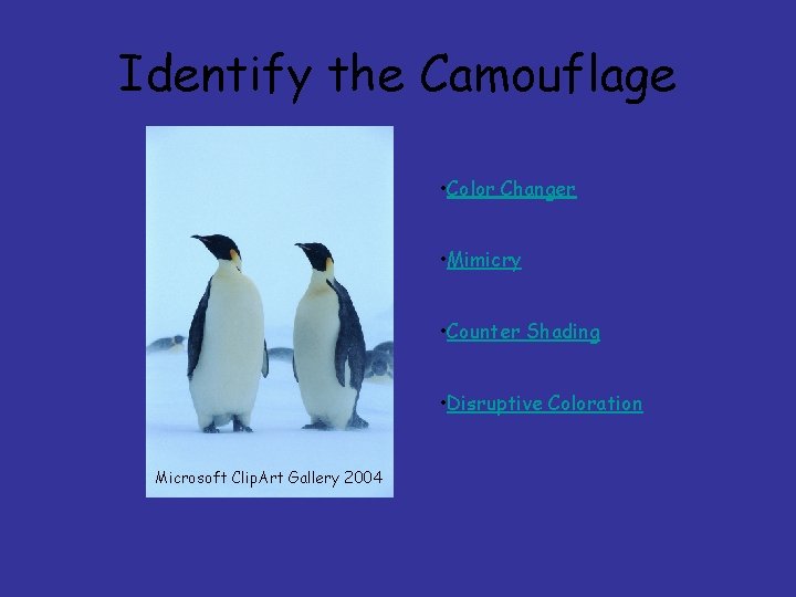 Identify the Camouflage • Color Changer • Mimicry • Counter Shading • Disruptive Coloration