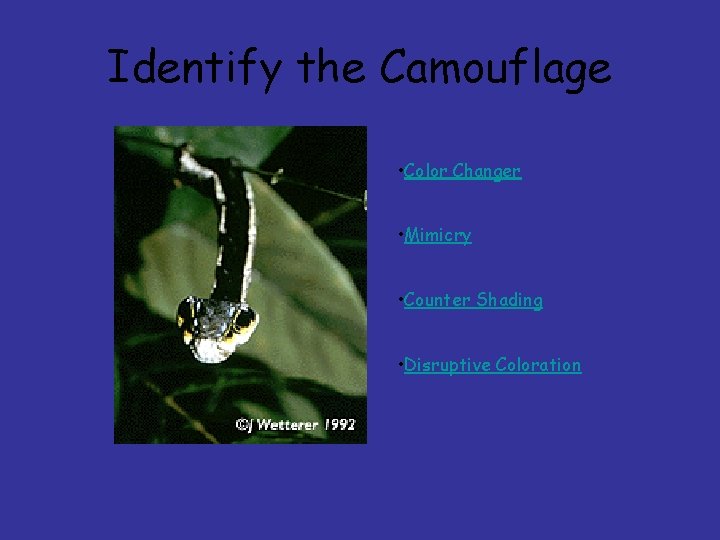 Identify the Camouflage • Color Changer • Mimicry • Counter Shading • Disruptive Coloration