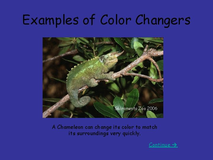 Examples of Color Changers Sacramento Zoo 2006 A Chameleon can change its color to