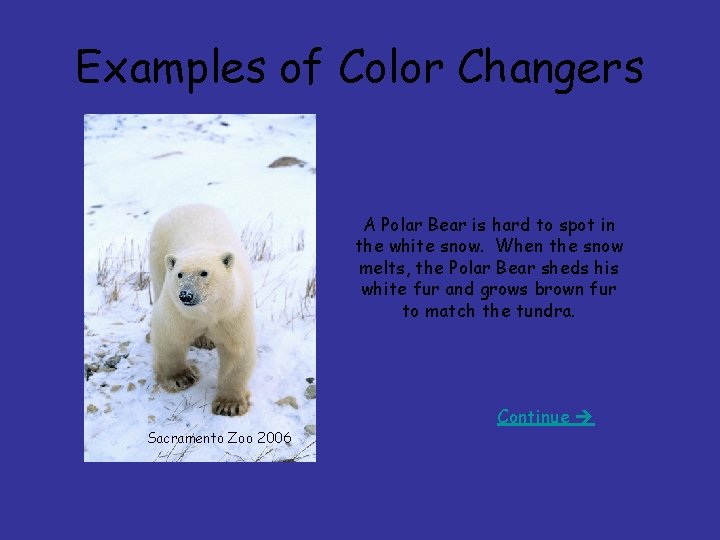 Examples of Color Changers A Polar Bear is hard to spot in the white