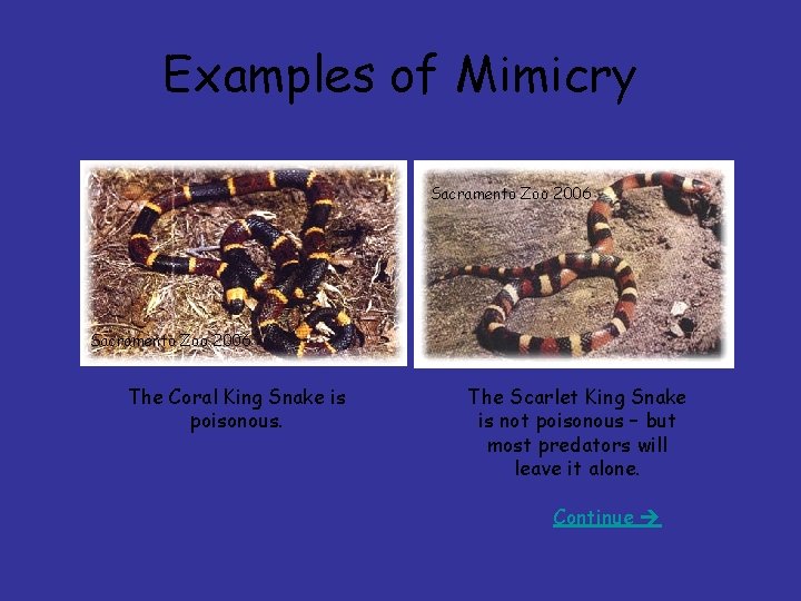 Examples of Mimicry Sacramento Zoo 2006 The Coral King Snake is poisonous. The Scarlet