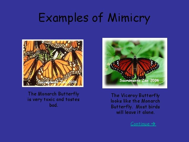Examples of Mimicry Sacramento Zoo 2006 The Monarch Butterfly is very toxic and tastes