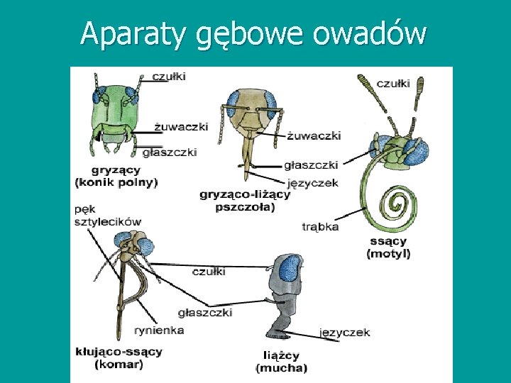 Aparaty gębowe owadów 