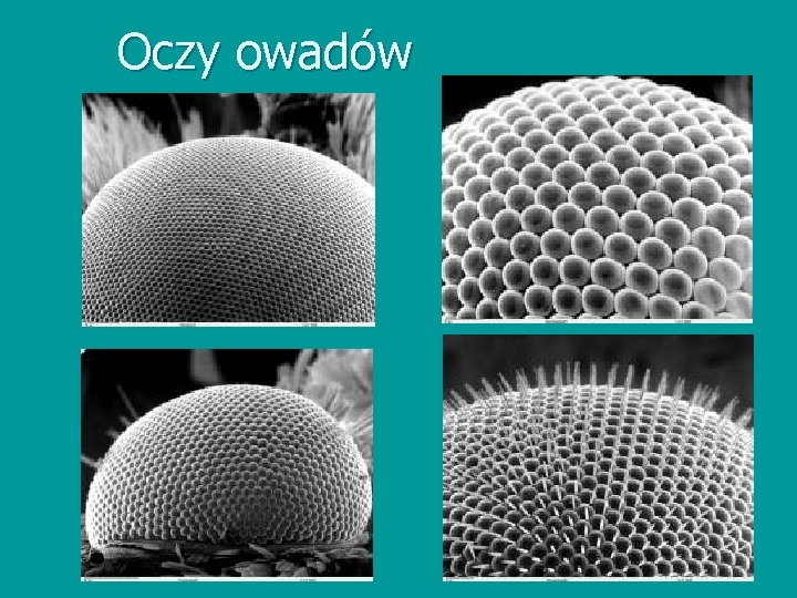 Oczy owadów 
