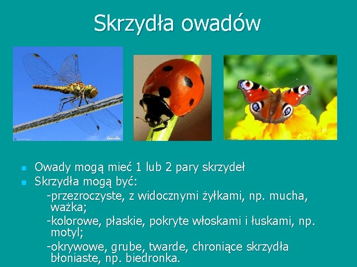 Skrzydła owadów n n Owady mogą mieć 1 lub 2 pary skrzydeł Skrzydła mogą