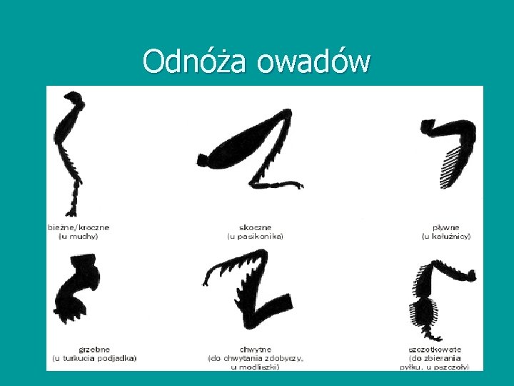 Odnóża owadów 