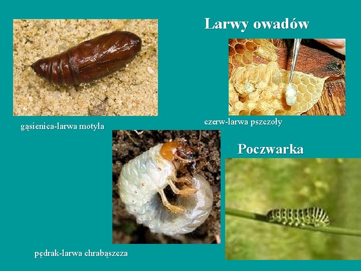 Larwy owadów gąsienica-larwa motyla czerw-larwa pszczoły Poczwarka pędrak-larwa chrabąszcza 