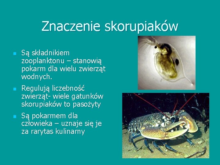 Znaczenie skorupiaków n n n Są składnikiem zooplanktonu – stanowią pokarm dla wielu zwierząt