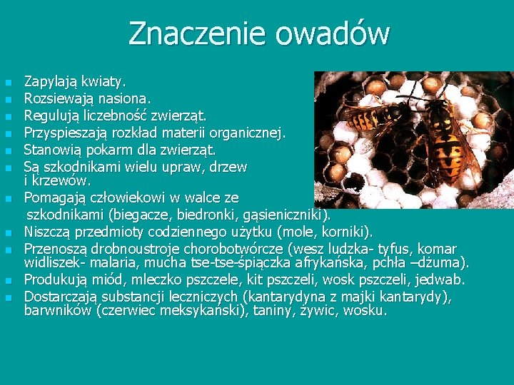Znaczenie owadów n n n Zapylają kwiaty. Rozsiewają nasiona. Regulują liczebność zwierząt. Przyspieszają rozkład