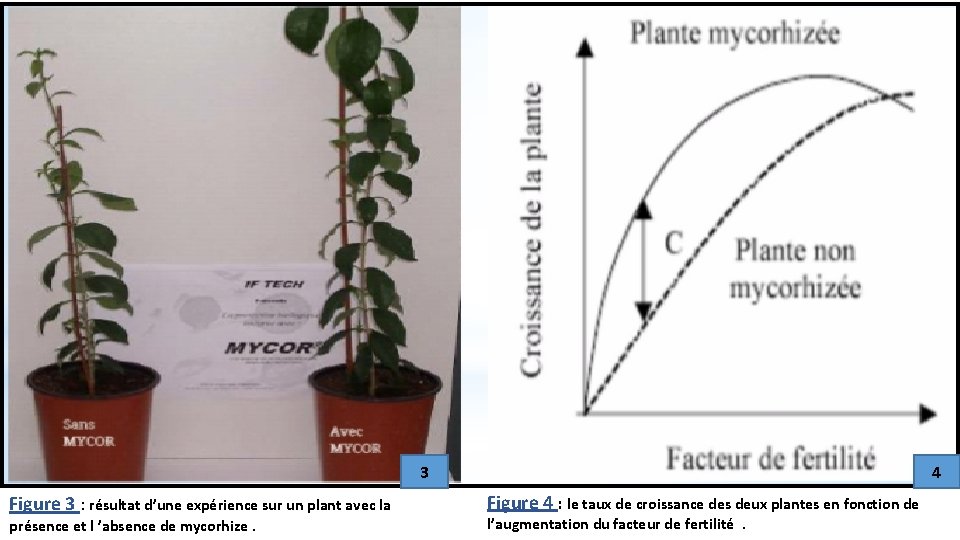 3 Figure 3 : résultat d’une expérience sur un plant avec la présence et
