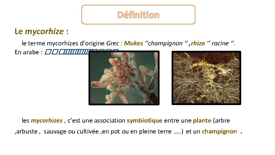 Définition Le mycorhize : le terme mycorhizes d’origine Grec : Mukes ‘’champignon ‘’ ,