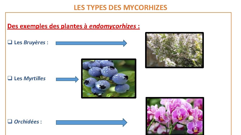 LES TYPES DES MYCORHIZES Des exemples des plantes à endomycorhizes : q Les Bruyères