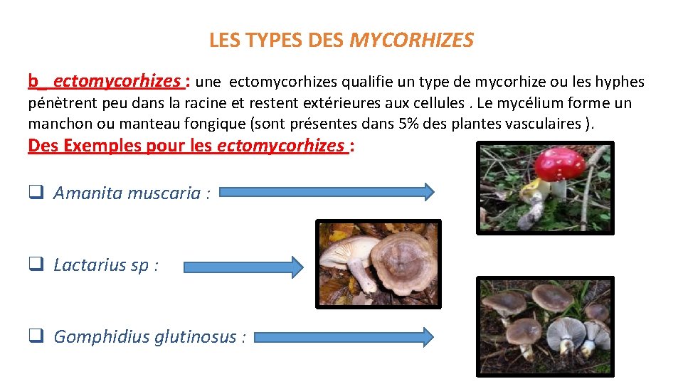 LES TYPES DES MYCORHIZES b_ ectomycorhizes : une ectomycorhizes qualifie un type de mycorhize