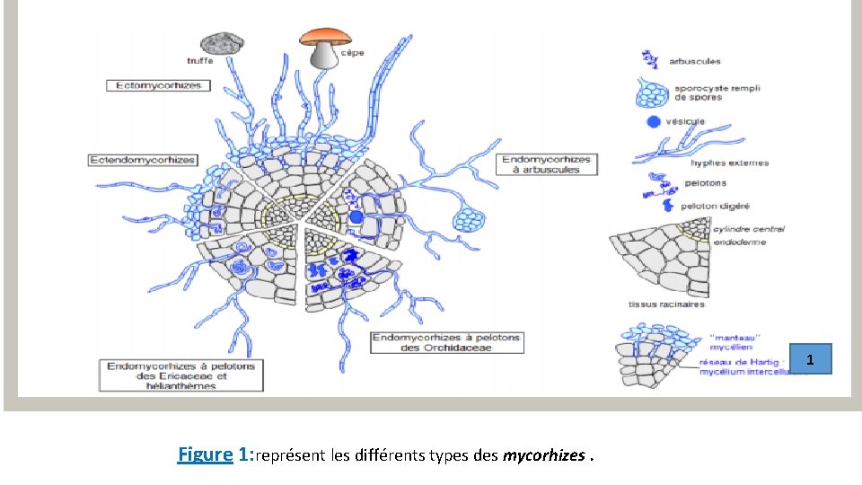 1 Figure 1: représent les différents types des mycorhizes. 