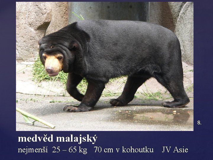 8. medvěd malajský nejmenší 25 – 65 kg 70 cm v kohoutku JV Asie