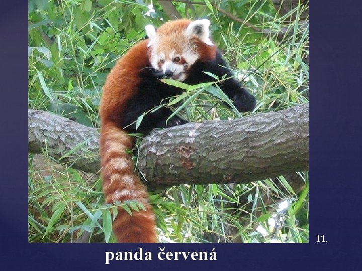 panda červená 11. 