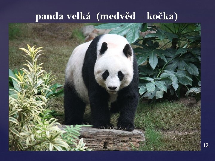 panda velká (medvěd – kočka) 12. 